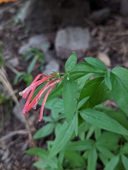 Bouvardia ternifolia