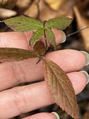 Neolasioptera nodulosa