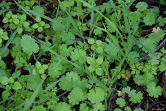Geranium molle