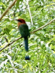 Electron platyrhynchum