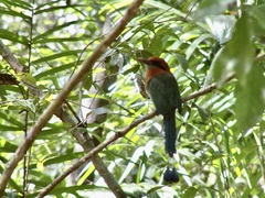 Electron platyrhynchum