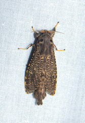 Bergaris malayica