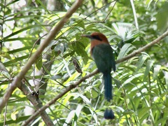 Electron platyrhynchum