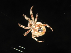 Neoscona crucifera