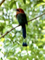 Electron platyrhynchum