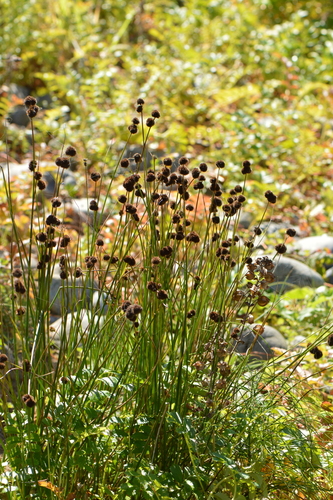 Image of Juncus bolanderi by (c) David Anderson, some rights reserved (CC BY)