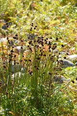 Juncus bolanderi