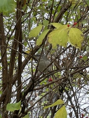 Mimus polyglottos