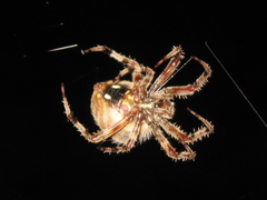 Neoscona crucifera