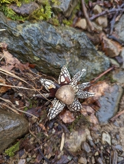 Astraeus hygrometricus
