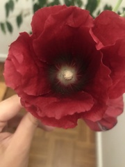 Alcea rosea