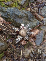 Astraeus hygrometricus