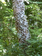 Zanthoxylum clava-herculis