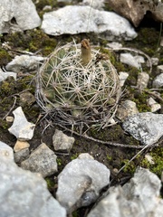 Coryphantha sulcata