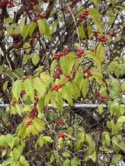Lonicera maackii