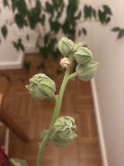 Alcea rosea