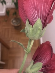 Alcea rosea