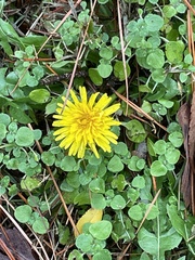 Taraxacum