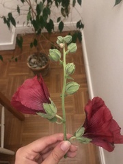 Alcea rosea