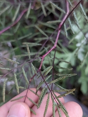 Vachellia constricta