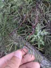 Vachellia constricta