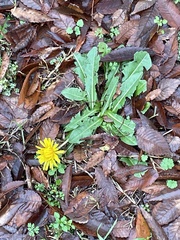 Taraxacum officinale