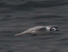 Chlidonias