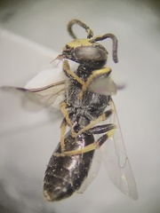 Hylaeus mesillae cressoni