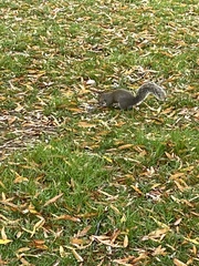 Sciurus carolinensis