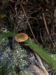 Lactarius rubidus