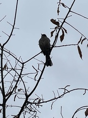 Mimus polyglottos