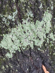 Physcia millegrana