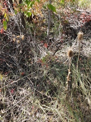 Dipsacus fullonum