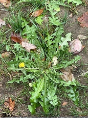 Taraxacum officinale
