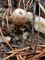 Calostoma