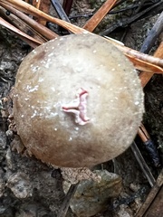 Calostoma