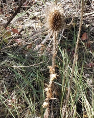 Dipsacus fullonum