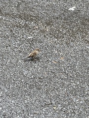 Passer domesticus