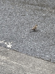 Passer domesticus