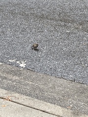 Passer domesticus