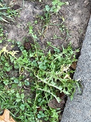 Taraxacum