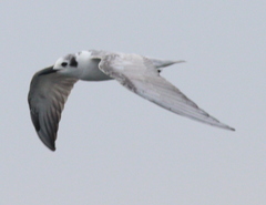 Chlidonias leucopterus