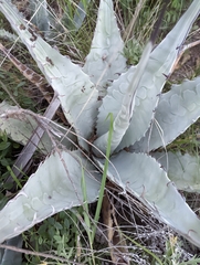 Agave asperrima