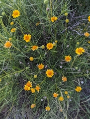 Sidneya tenuifolia