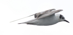 Chlidonias