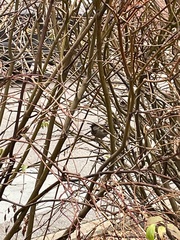 Passer domesticus