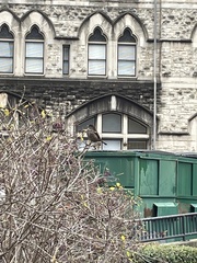 Passer domesticus