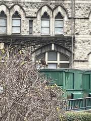 Passer domesticus