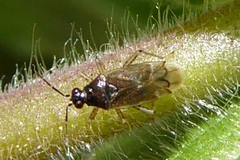 Dicyphus globulifer