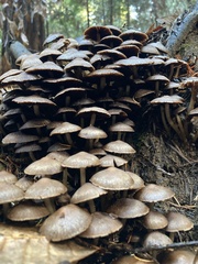 Mycena maculata